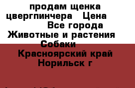 продам щенка цвергпинчера › Цена ­ 15 000 - Все города Животные и растения » Собаки   . Красноярский край,Норильск г.